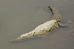 Acutus: American Crocodile