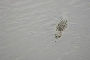 Acutus: American Crocodile