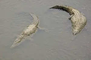 Acutus: American Crocodile