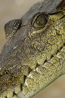 Acutus: American Crocodile
