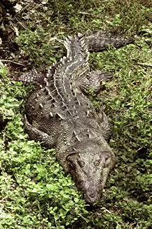 Acutus: American Crocodile