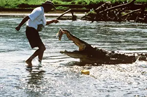Crocodiles: AMERICAN CROCODILE - BAITING