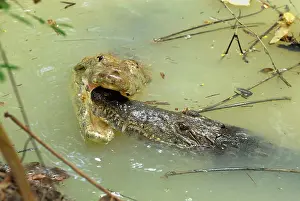 Acutus: American Crocodile - courtship