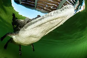 Acutus: American crocodile (Crocodylus acutus) from below