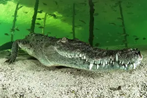 Acutus: American crocodile (Crocodylus acutus), Queen National