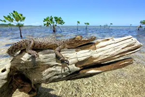 051218: American crocodile (Crocodylus acutus), young, beach