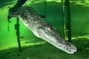 Acutus: American crocodile (Crocodylus acutus) in water
