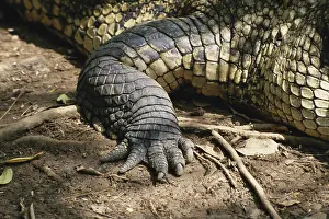 Webbed: American Crocodile Foot
