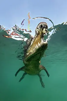 Opened: American crocodile, head, mouth, set of teeth, underwater