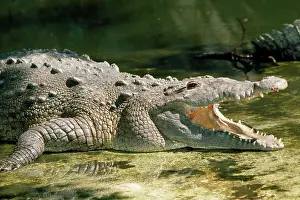 Acutus: AMERICAN CROCODILE - MOUTH OPEN
