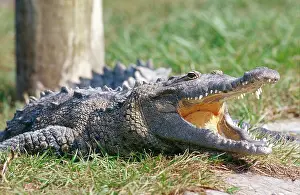 Acutus: American Crocodile with mouth open