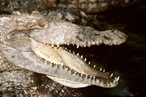 Scary: AMERICAN CROCODILE - MOUTH OPEN