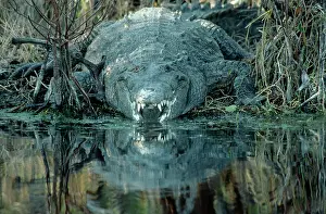 Acutus: American Crocodile - by river
