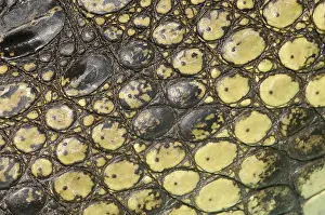 Acutus: American Crocodile Scales