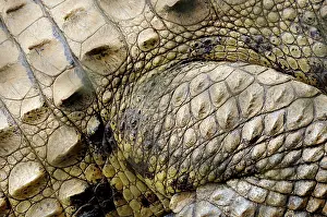 Acutus: American Crocodile skin