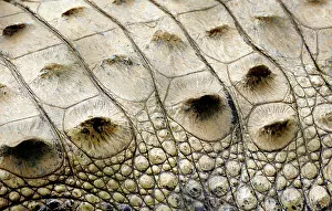 Acutus: American Crocodile skin
