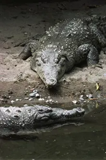 Acutus: American Crocodiles