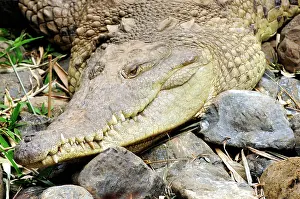 Acutus: American Crocodiles