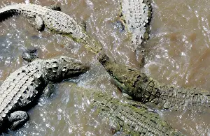 Acutus: American Crocodiles