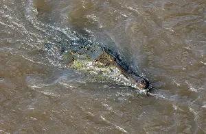 Acutus: American Crocodiles