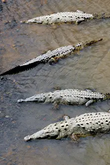 Acutus: American Crocodiles