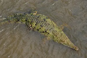 Acutus: American Crocodiles