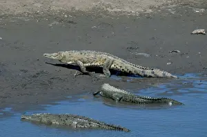 Acutus: American Crocodiles