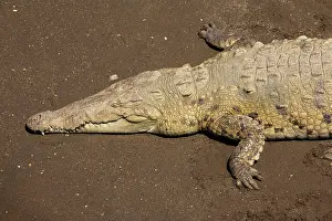 Acutus: American Crocodiles basking on river bank