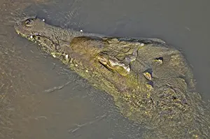 Acutus: American Crodile
