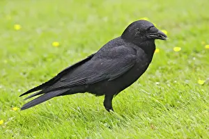 Brachyrhynchos: American Crow