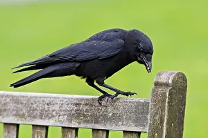Brachyrhynchos: American Crow
