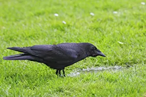 Brachyrhynchos: American Crow
