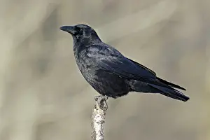 Brachyrhynchos: American Crow