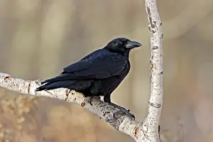 Brachyrhynchos: American Crow