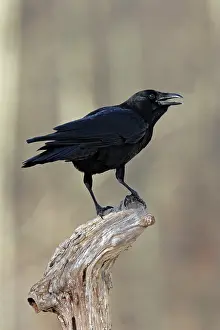 Brachyrhynchos: American Crow