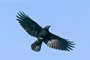 Brachyrhynchos: American Crow