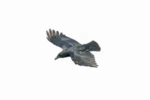Brachyrhynchos: American Crow