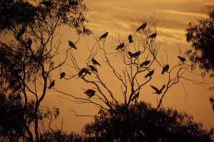 Murder: American Crow