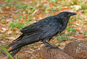 Brachyrhynchus: American Crow
