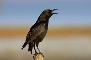 Brachyrhynchos: American Crow - calling