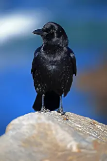 Brachyrhynchos: American Crow (Corvus brachyrhynchos), adult, stands