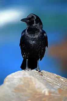 Crow: American Crow (Corvus brachyrhynchos), adult on