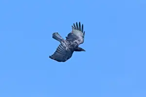 Brachyrhynchos: American Crow, Corvus brachyrhynchos in flight
