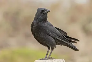 Crow: American crow, Corvus brachyrhynchos, perched on