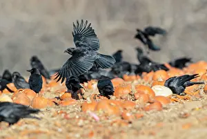 Pumpkins: American Crow - feeding on pumpkins left over in