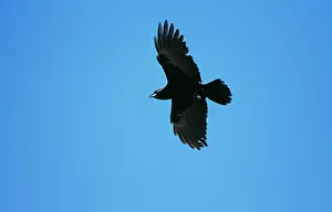 Sinister: American CROW - in flight