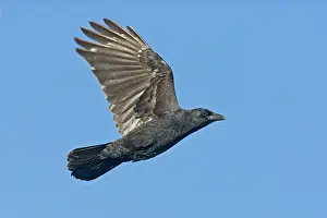 Brachyrhynchos: American Crow in flight