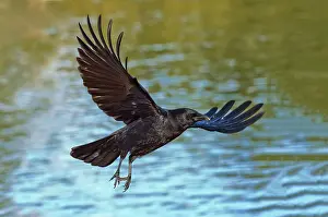Crows: American Crow flying over water