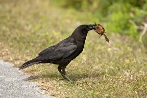 Redbelly: American crow, killing and eating young Florida