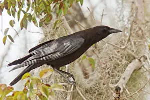 Brachyrhynchos: American Crow perched in tree with Spanish Moss Florida, USA